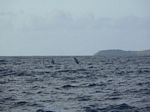 Paragon Boat Trip to Molokini - Whales

